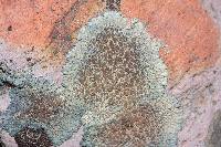 Lecanora muralis image