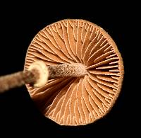 Conocybe rugosa image