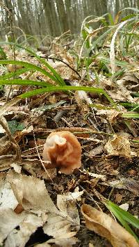 Gyromitra fastigiata image