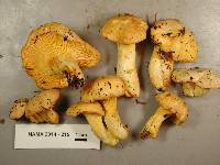 Cantharellus roseocanus image