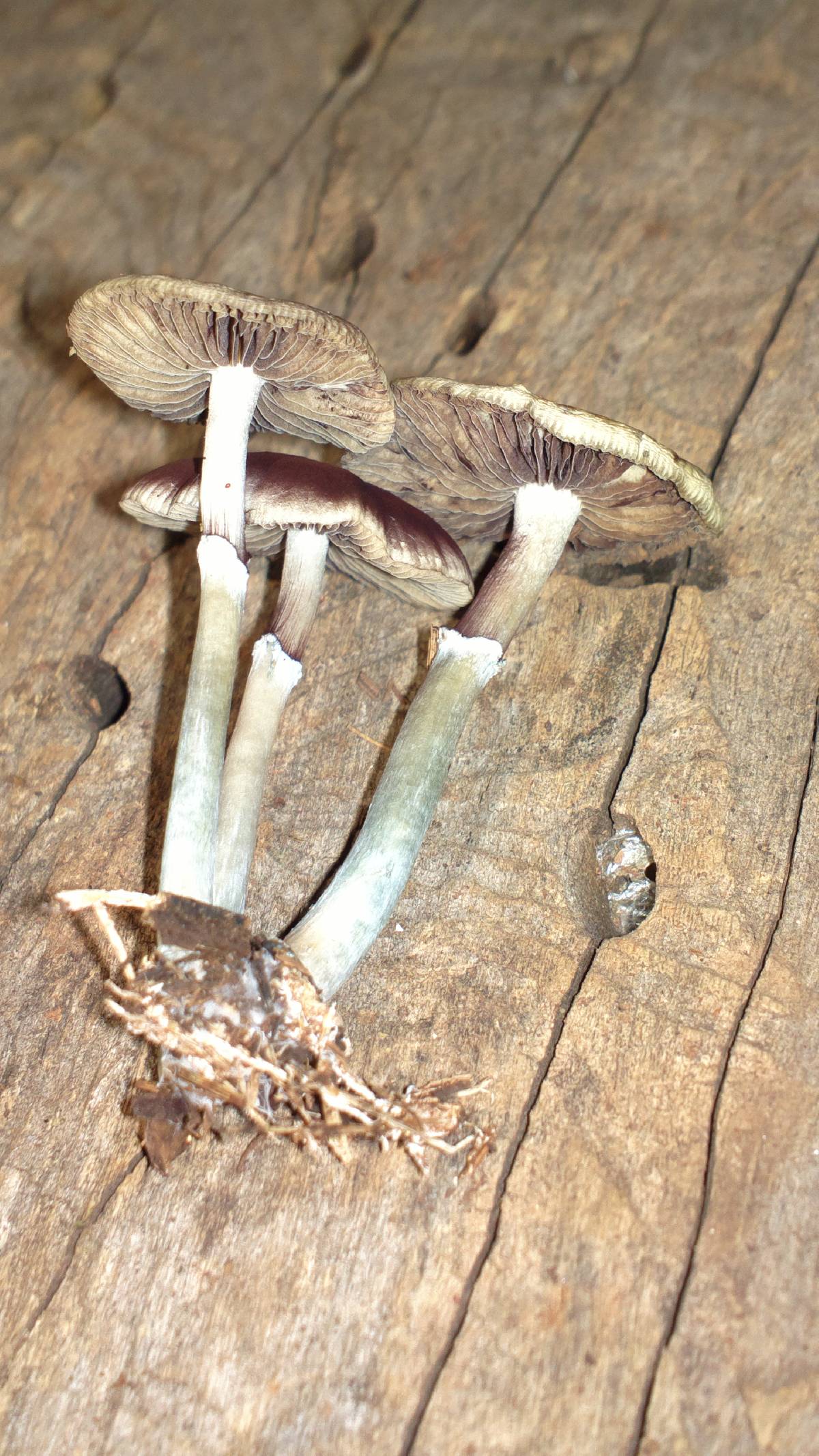 Psilocybe subaeruginascens image