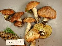 Suillus subalpinus image