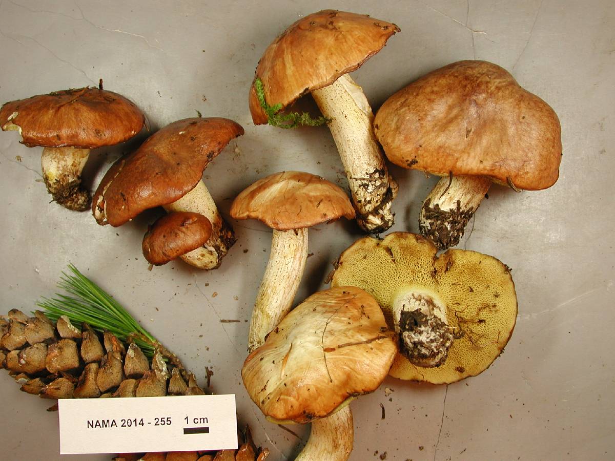 Suillus subalpinus image