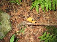 Royoporus badius image