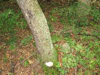 Fomitopsis spraguei image