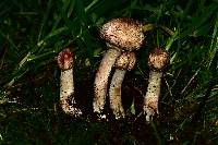 Agaricus arorae image