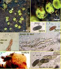 Thyronectroidea chrysogramma image