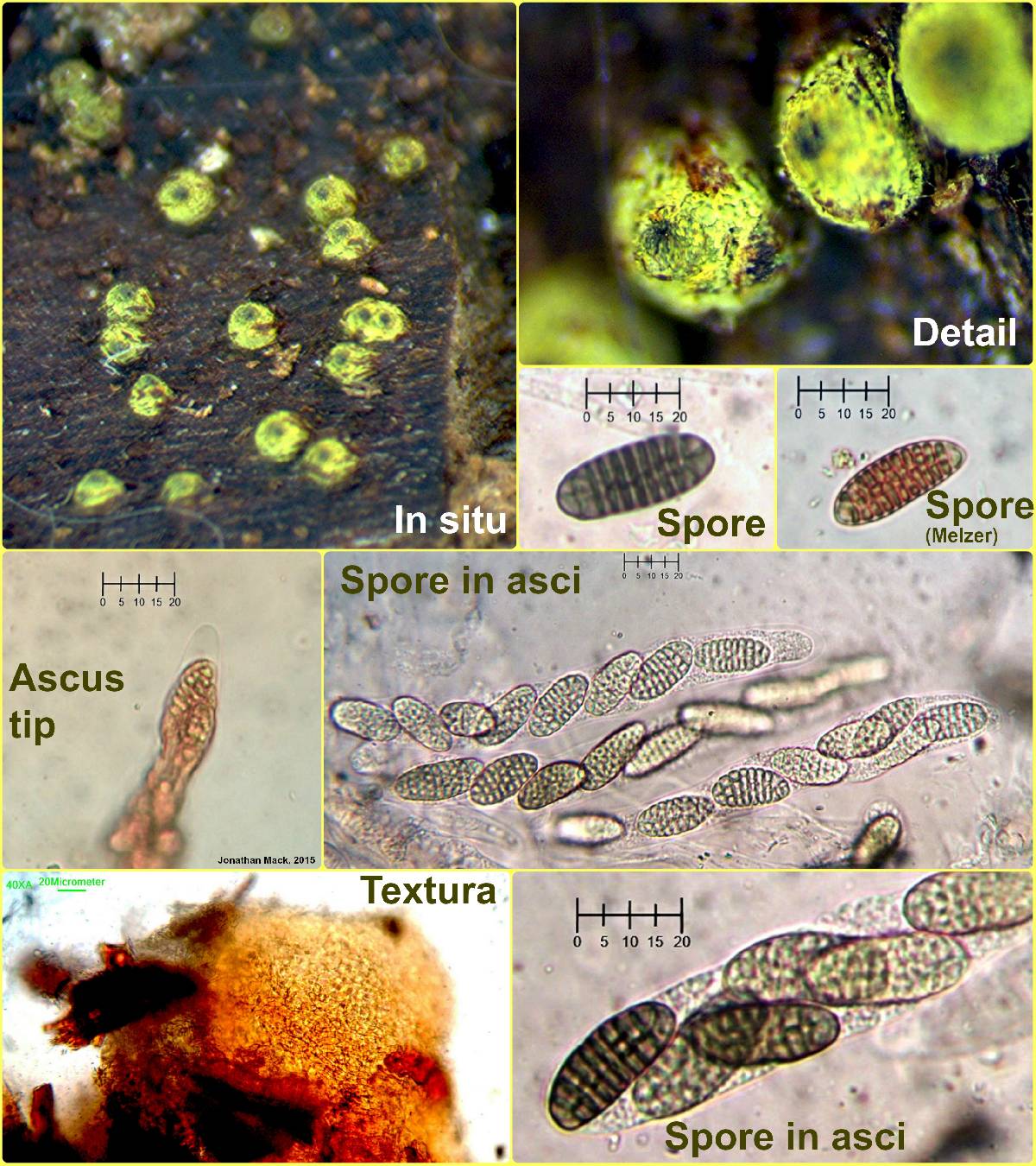 Thyronectroidea image