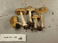 Inocybe xanthomelas image