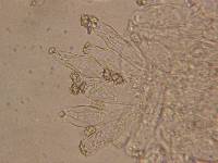 Inocybe lanuginosa image