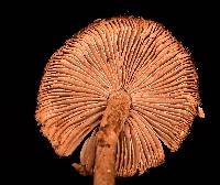 Inocybe stellatospora image