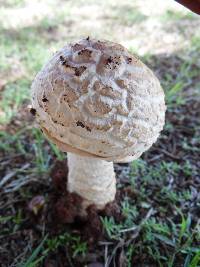 Amanita foetidissima image