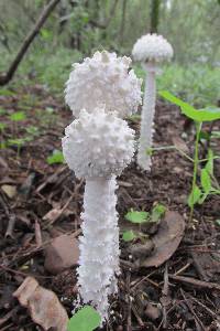 Amanita veldiei image