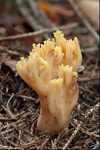 Ramaria longispora image