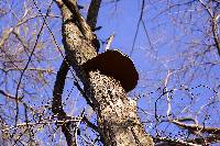 Phellinus robiniae image