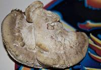 Trametes cubensis image