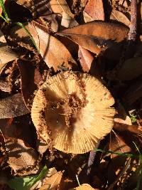 Russula pectinatoides image