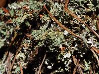 Cladonia subcariosa image