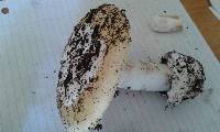 Amanita vernicoccora image