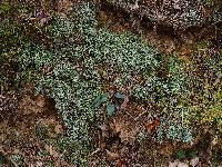 Cladonia caespiticia image