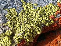Acarospora socialis image