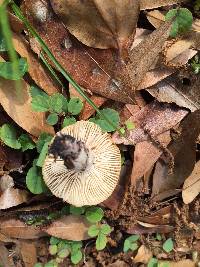 Russula pectinatoides image