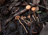 Conocybe rugosa image