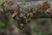 Schizophyllum umbrinum image