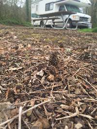 Morchella americana image