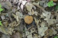 Cortinarius distans image