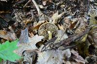 Agrocybe acericola image