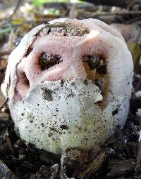 Clathrus transvaalensis image