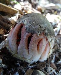 Clathrus transvaalensis image