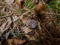 Mycena plumipes image