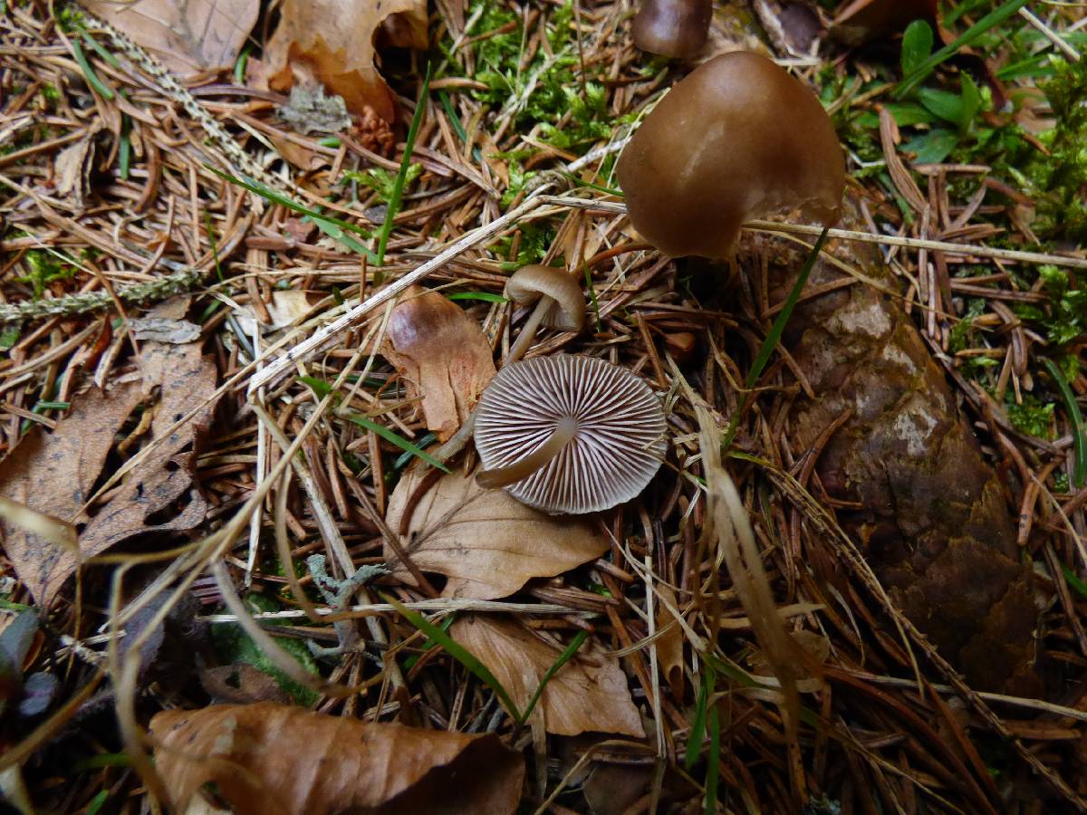 Mycena plumipes image