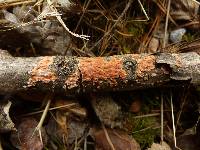 Peniophora polygonia image