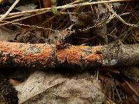 Peniophora polygonia image