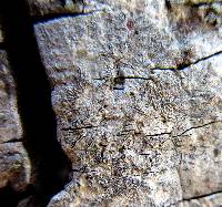 Graphis scripta image