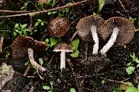 Psathyrella pennata image