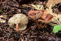 Clitocybe squamulosa image