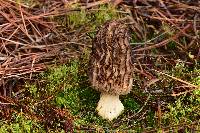 Morchella snyderi image