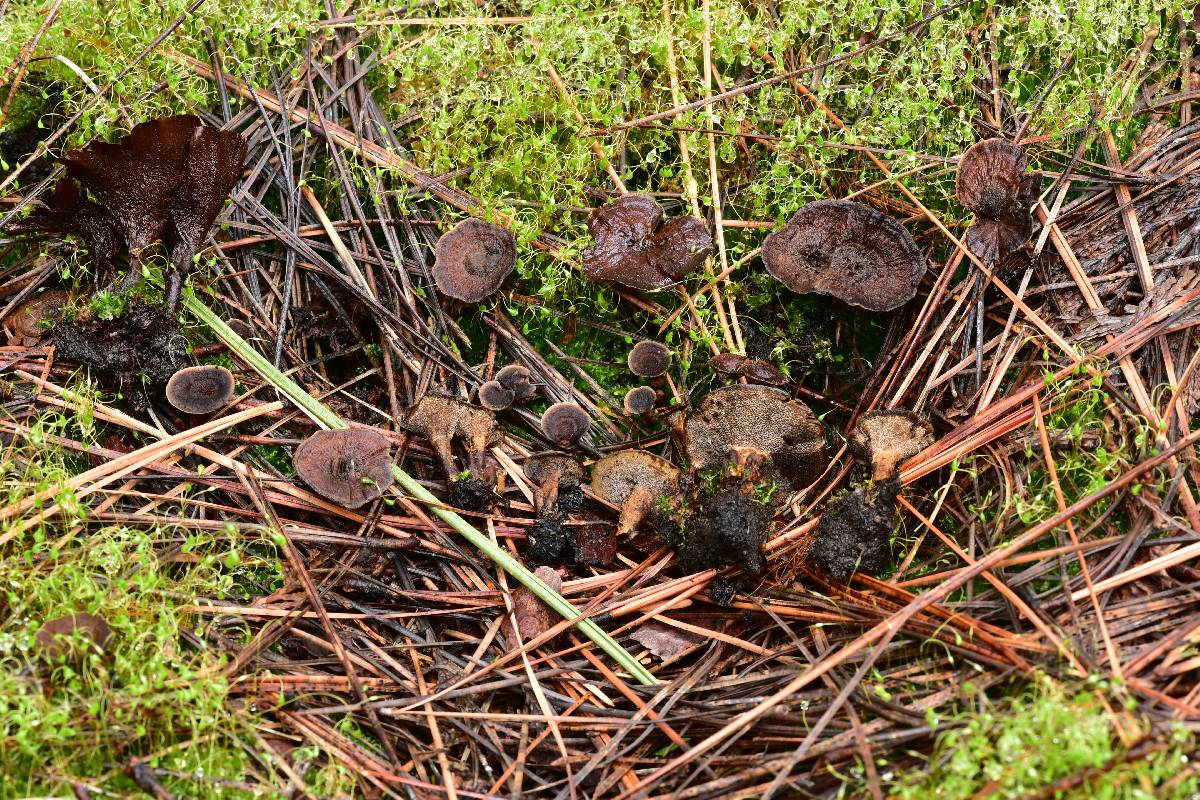Coltricia confluens image