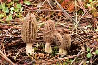 Morchella brunnea image