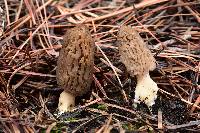 Morchella brunnea image