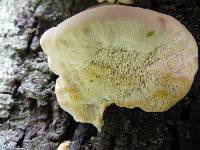 Trametes gibbosa image