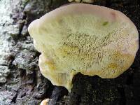 Trametes gibbosa image