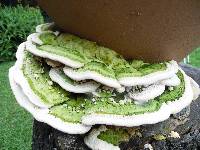 Trametes gibbosa image