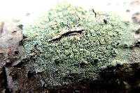 Lecanora strobilina image