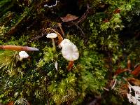 Lichenomphalia umbellifera image