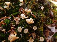 Lichenomphalia umbellifera image